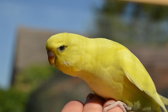 Can My Bird Eat That