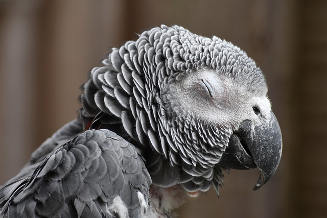 African Grey Care Guide: Diet, Enrichment & Needs
