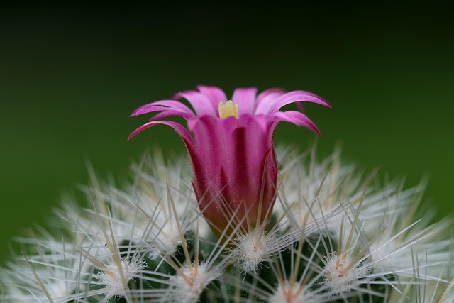 Bird-Safe Plants Checker