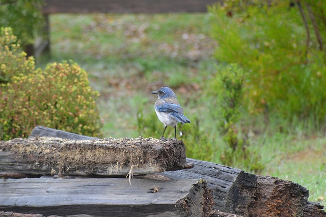 Birds of California: Common Species Guide