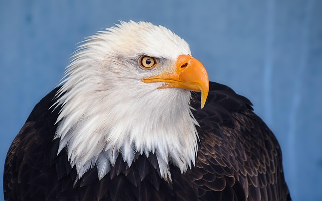 Birds of Prey: Raptor Guide (Owls, Hawks, Diet & Lifespan)