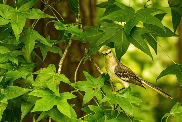 Birds of Texas: Common Species Guide