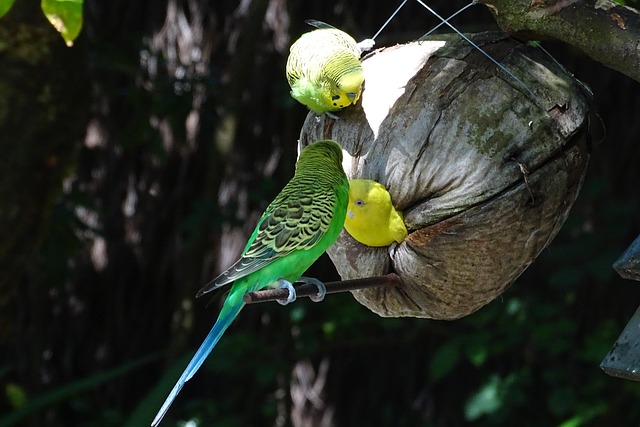 Budgie Breeding: A Beginner's Guide to Breeding Budgies