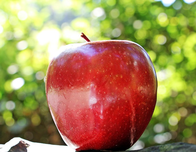 Can Birds Eat Apples? Safe Feeding Guide for Pet Birds