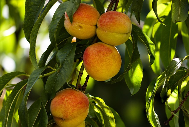 Can Birds Eat Peaches? Yes, But Remove the Pit