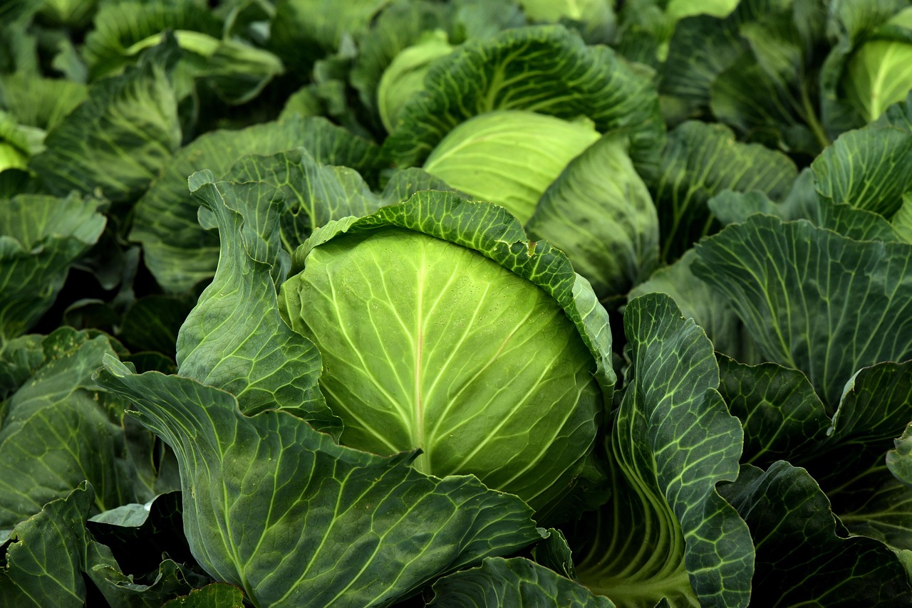 Can Chickens Eat Cabbage? Feeding & Boredom-Buster Tips