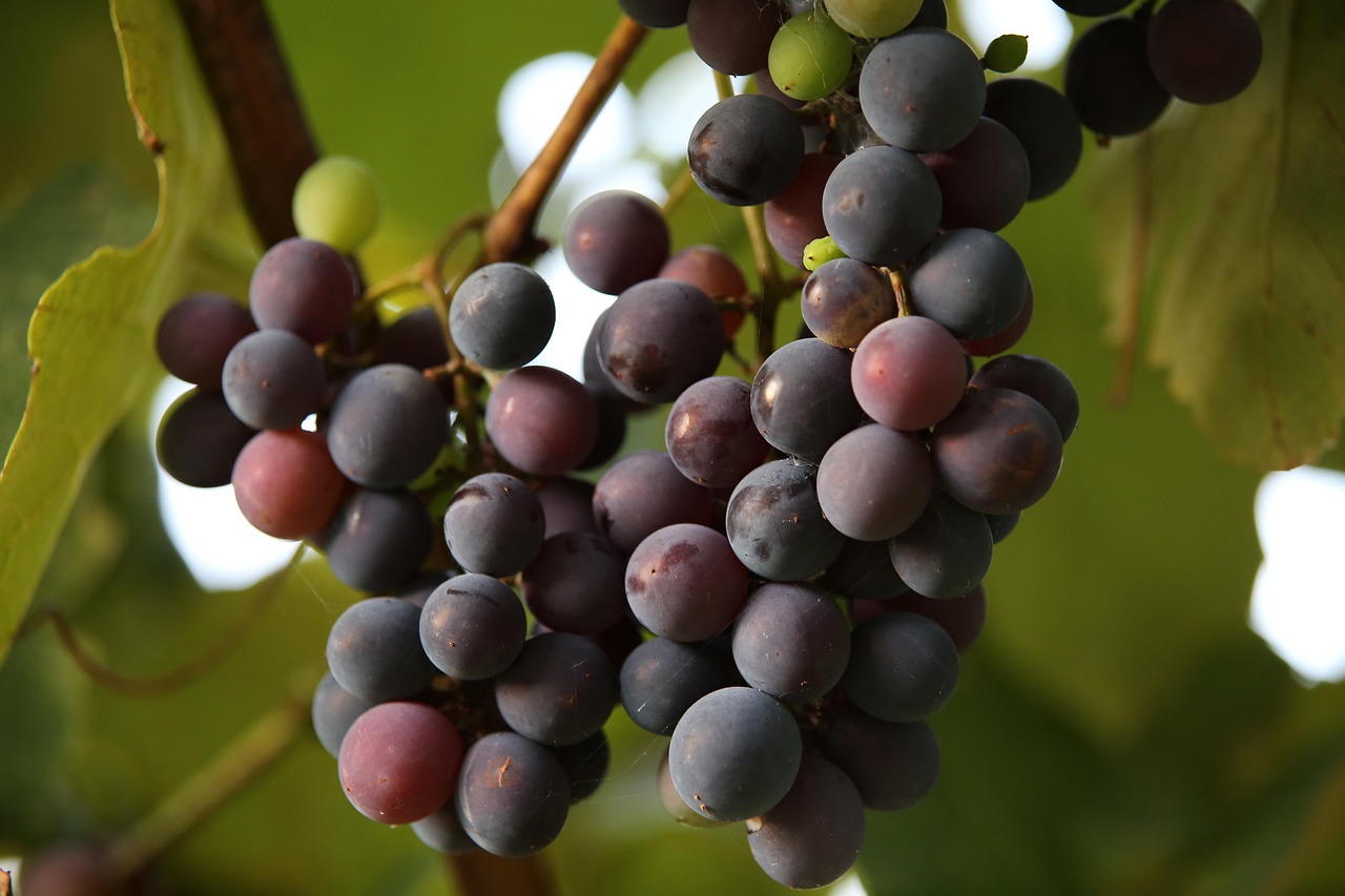 Can Chickens Eat Grapes? Safe Feeding & Choking Tips