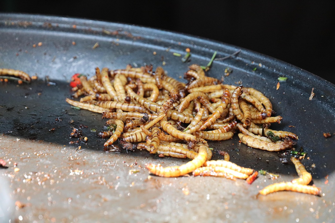 Can Chickens Eat Mealworms? (Yes