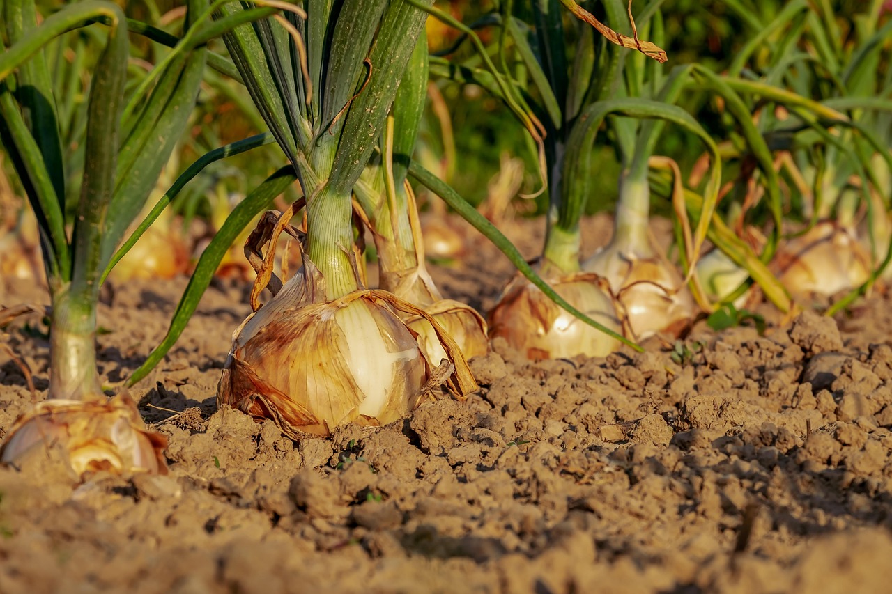 Can Chickens Eat Onions? (Best Avoided)
