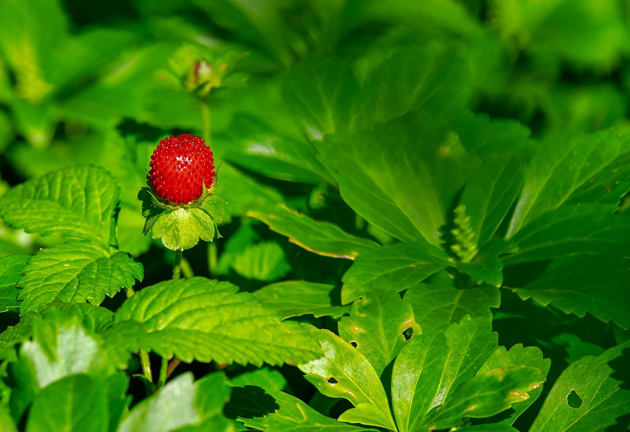 Can Chickens Eat Strawberries? Safe Feeding Guide