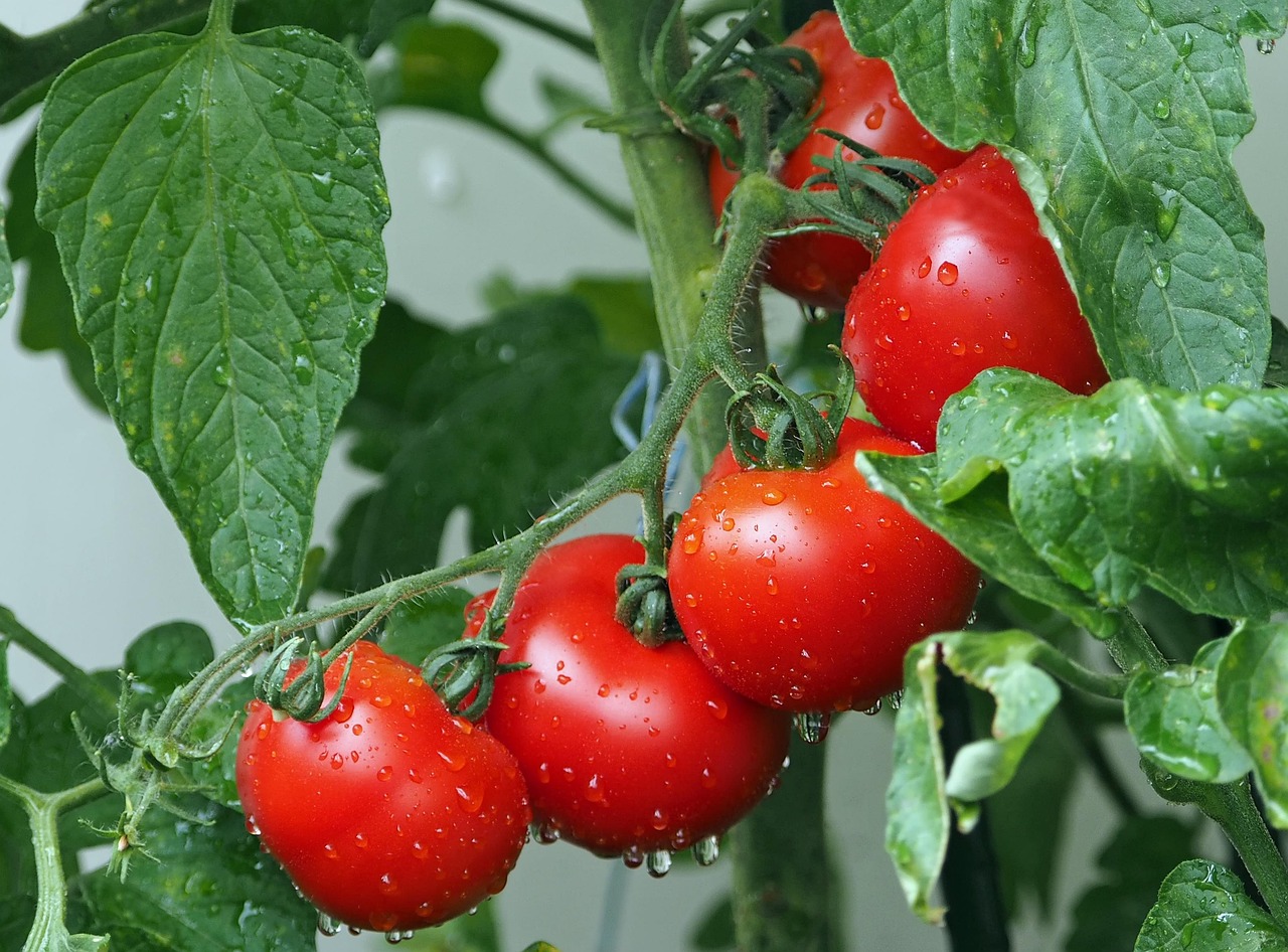 Can Chickens Eat Tomatoes? Safe vs Toxic Parts