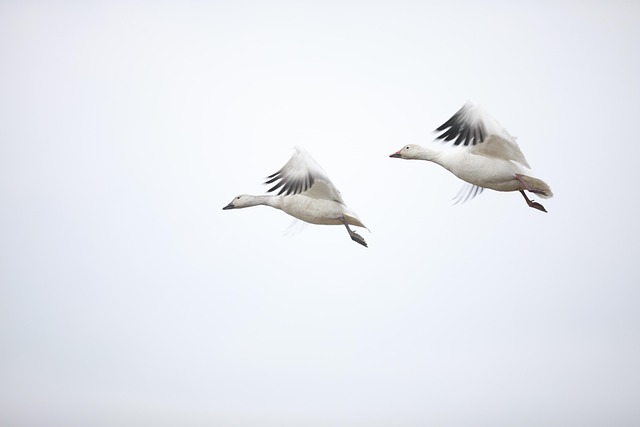 Can Geese Fly? Goose Flight and Migration Facts