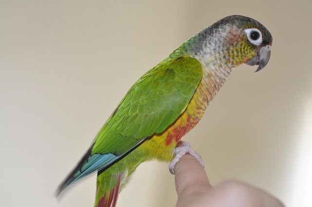 Conure Care Guide: Cage, Diet, Attention & Health