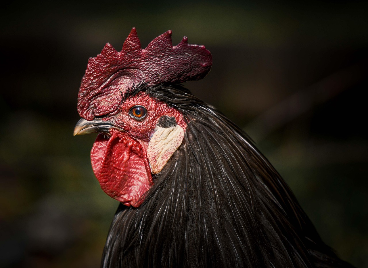 Do Chickens Need a Rooster to Lay Eggs