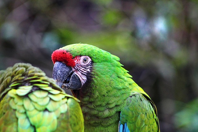 Extinct Birds: Famous Species and Causes