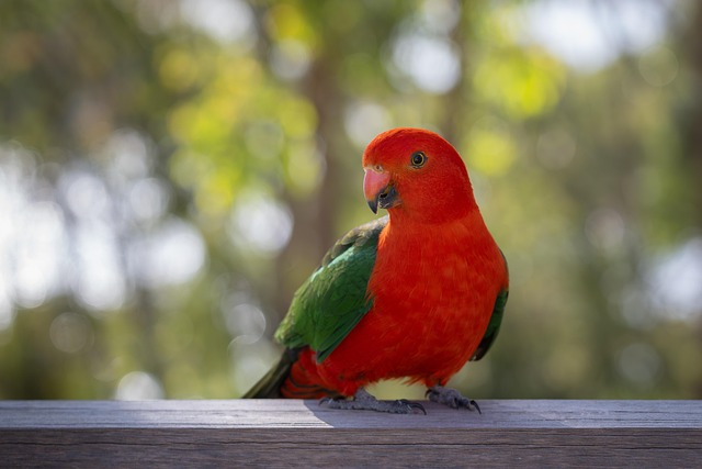 Why Is My Budgie Plucking? Feather-Plucking Cause Finder