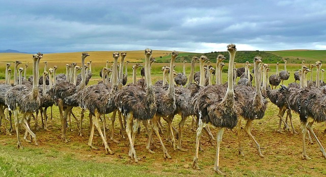 Flightless Birds: Which Ones and Why