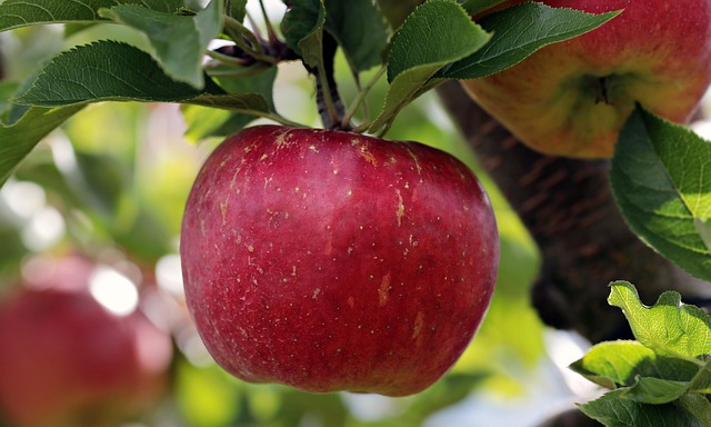 Can Budgies Eat Apple? (In moderation) | Budgie Food List