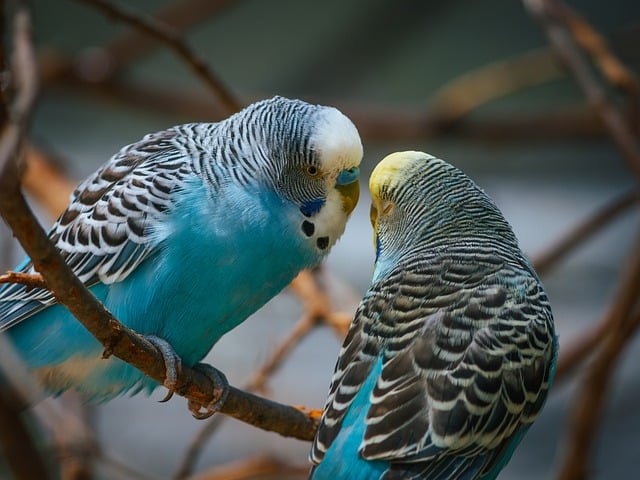 Can Budgies Eat Banana? (In moderation) | Budgie Food List