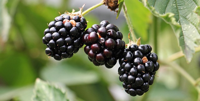Can Budgies Eat Blackberries? (In moderation) | Budgie Food List