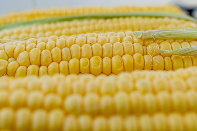 Can Budgies Eat Sweetcorn? (In moderation) | Budgie Food List