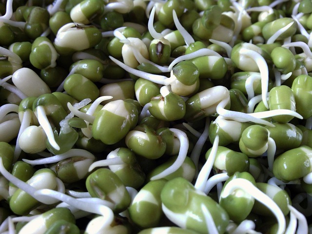 Can Budgies Eat Green Beans? (Safe) | Budgie Food List