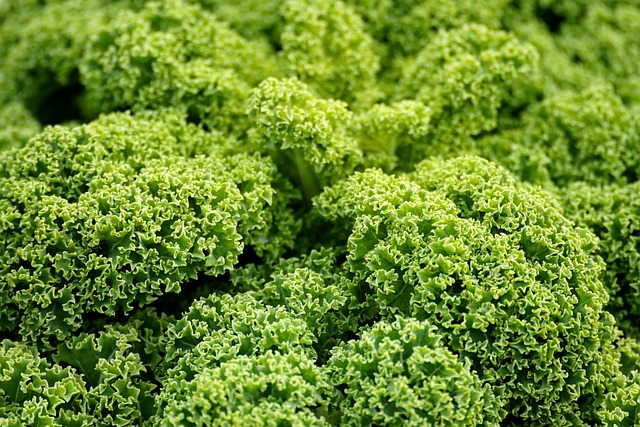 Can Budgies Eat Kale? (Safe) | Budgie Food List