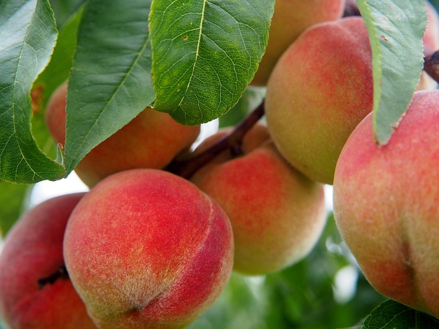 Can Budgies Eat Peach? (In moderation) | Budgie Food List