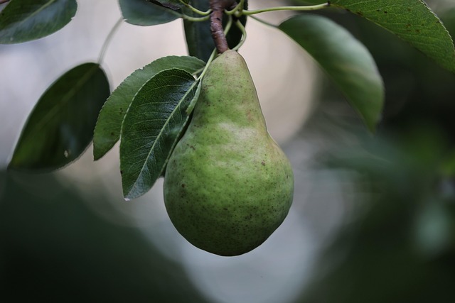 Can Budgies Eat Pear? (In moderation) | Budgie Food List