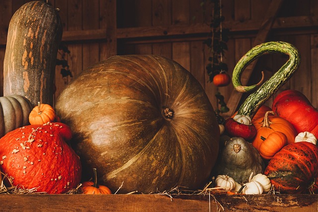 Can Budgies Eat Pumpkin? (Safe) | Budgie Food List