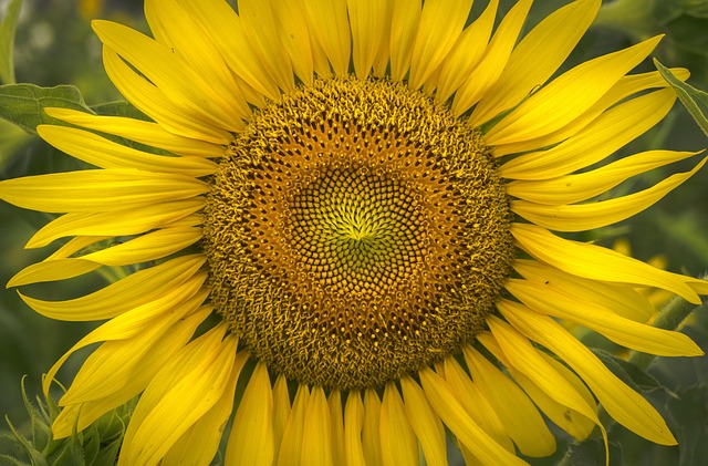 Can Budgies Eat Sunflower Seeds? (In moderation) | Budgie Food List