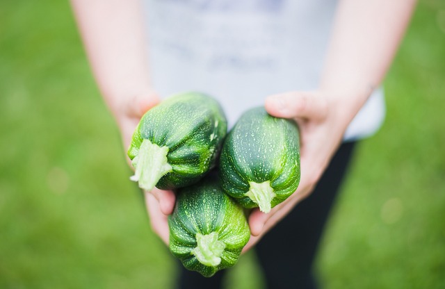 Can Budgies Eat Zucchini (Courgette)? (Safe) | Budgie Food List