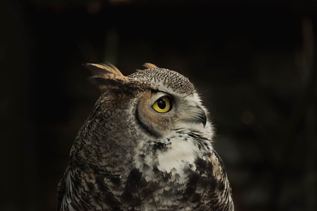 Great Horned Owl: Facts, Diet and Range