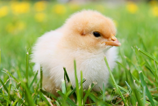Baby Bird Hand-Feeding Calculator