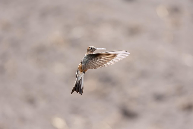 How Fast Can a Hummingbird Fly