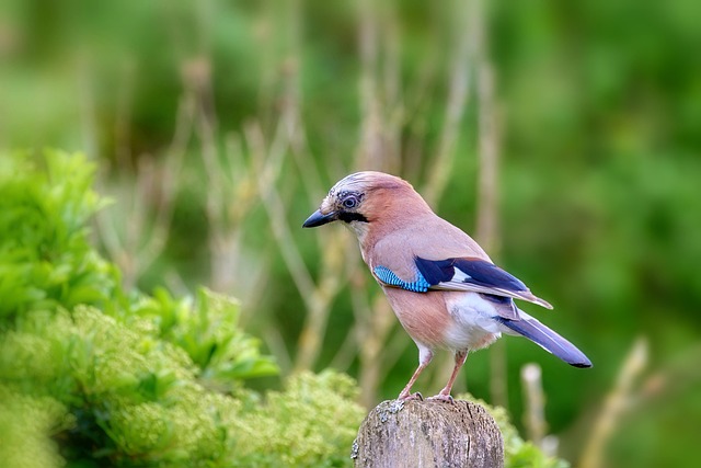 How Long Do Blue Jays Live? Blue Jay Lifespan Explained