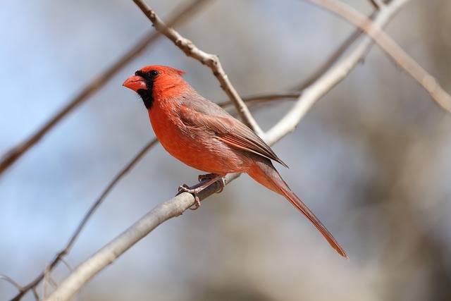 How Long Do Cardinals Live? Cardinal Lifespan Explained