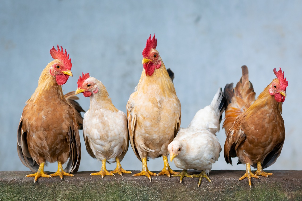 How Long Do Chickens Live