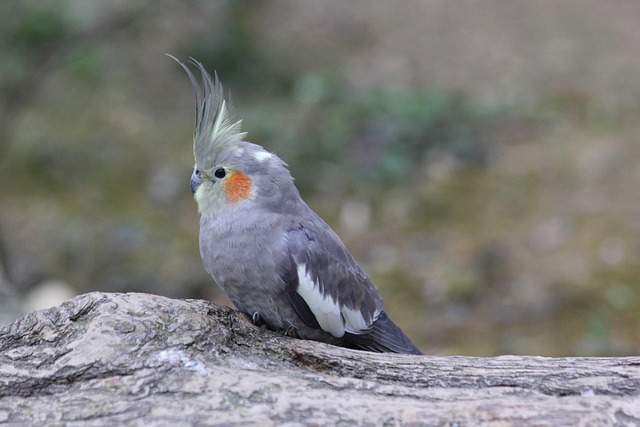 How Long Do Cockatiels Live? Cockatiel Lifespan Explained