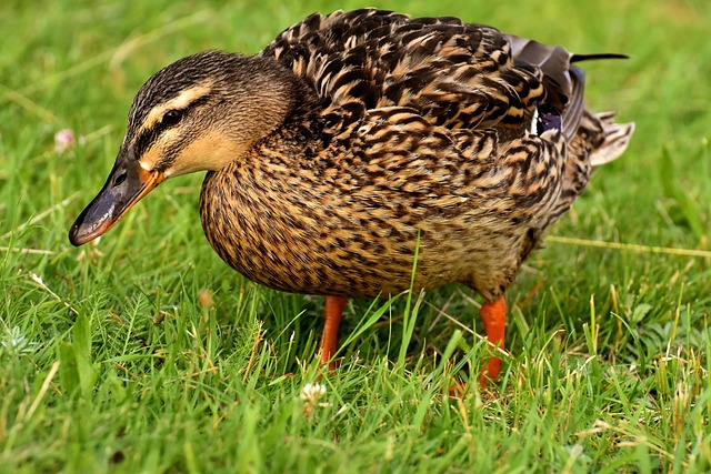 How Long Do Ducks Live? Wild & Pet Duck Lifespan
