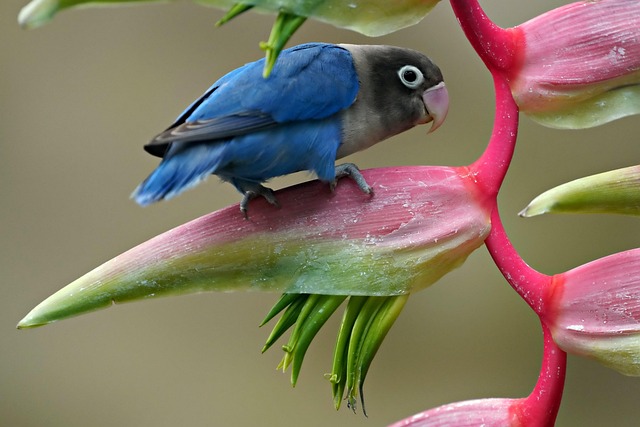 How Long Do Lovebirds Live? Lovebird Lifespan Explained