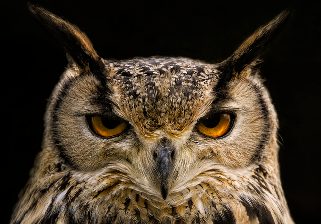 How Long Do Owls Live? Owl Lifespan by Species