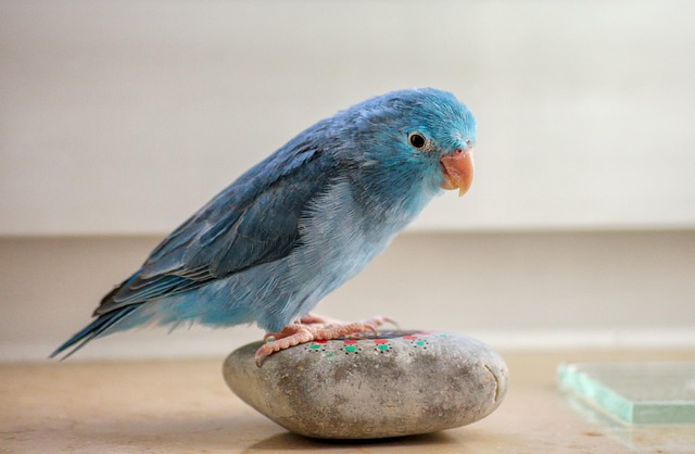 How Long Do Parrotlets Live? Parrotlet Lifespan Explained