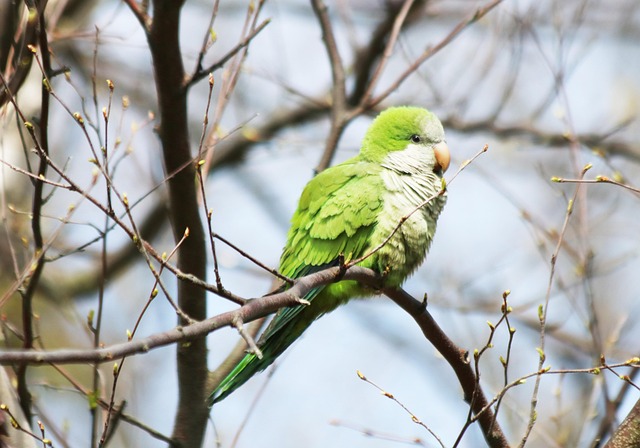 How Long Do Quaker Parrots Live? Quaker Lifespan Explained
