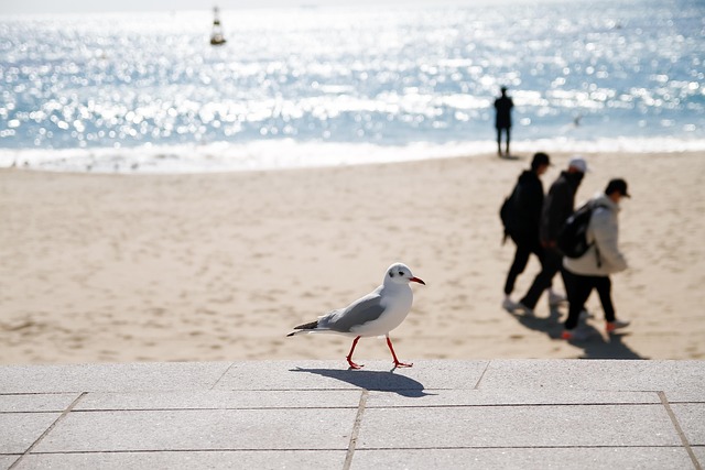 How Long Do Seagulls Live? Gull Lifespan Explained