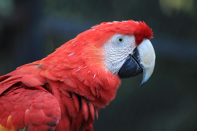 How to Clean a Bird Cage: Daily, Weekly & Monthly