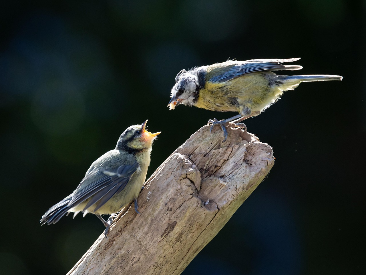 How to Raise Baby Chicks: A Beginner's Guide