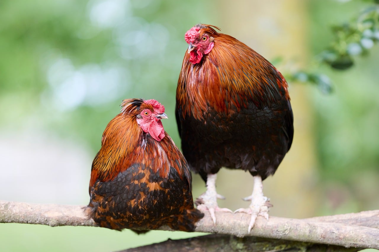 How to Tell a Hen From a Rooster
