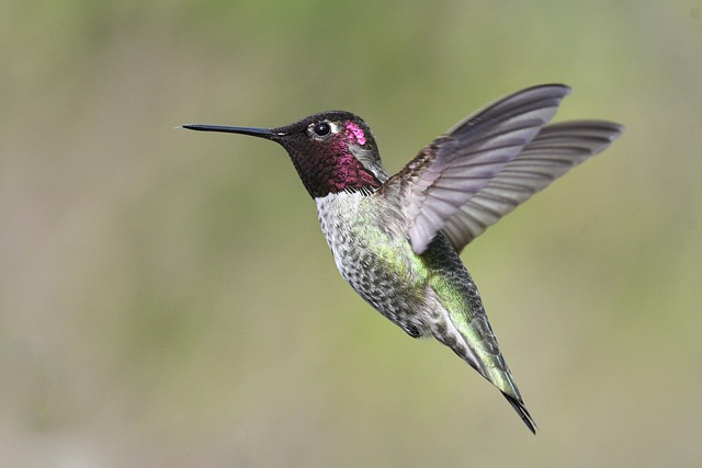 Hummingbird Facts: Speed, Weight, Sleep & More