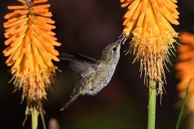Hummingbirds: Nectar Recipe, Migration, Feeders & Facts